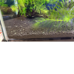 ### and fishes