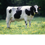 The Official Cows Group