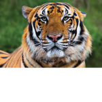 TERRIFYING TIGERS