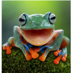Mad’s frogs