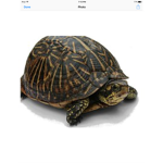 TURTLES BUILDING WALLS