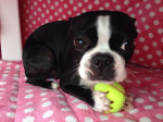 TennisBall Dog Studios