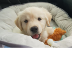 Dogs are the best and are the Cutest