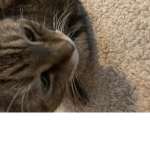 Official kitty cats Group