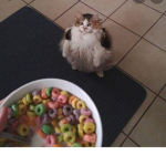 Loops rule