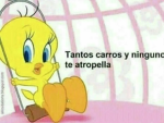 los caza municipales