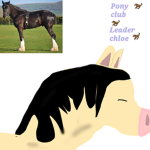 Horseandponyclub