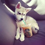 Bloxy puppy’s