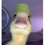 The Confederation of Ducks