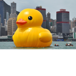 Duck family clan