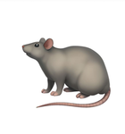 Lyla’s group of rats