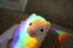Ferrets r adorable