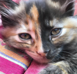 cat people/lovers!