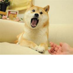 DogeMan YT club