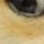 Doge Nation Tv