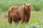 yt bear