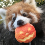 luna's red pandas!