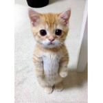 El gato group join now
