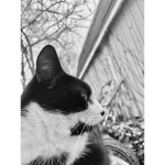 I love cats Do you to cuz I do