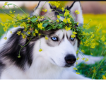 ONLY DOG SQUAD