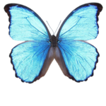 Blue butterflies boutique