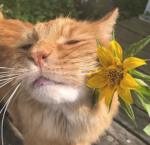 [ Sunshine’s Delight ] WCUE