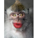 Monkey kings group