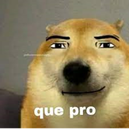 q pro