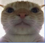 ~!The Staring Cat Army!~