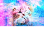 Galexy Kittens!