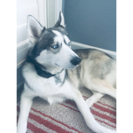 The_Huskys