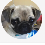Pugs and friends have I got fun