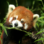 RedPanda Squad Clothing