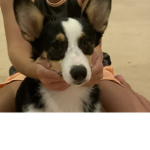 The_ corgi _club