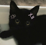 Kitties fashion