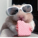 Hamsters United Forever!