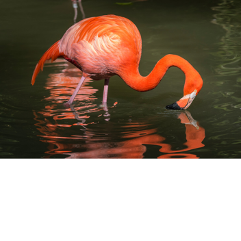 survival the flamingo