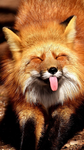 Deutsch Fuchs Gang