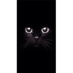 A Cat's Mystery (ACM)