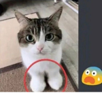 gatos supremacy!