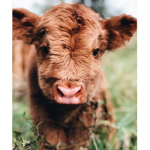 ~Cow squad baby~