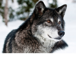 The boba wolfs