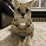7QZ