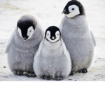 The Epic Penguin Force
