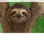 Sloth vs koalas