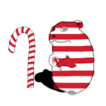 Candycane Chomik