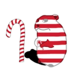 Candycane Chomik