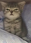 Kawaii animal luvers