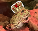 King Grunguskidd