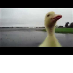 the duckling squad >:)